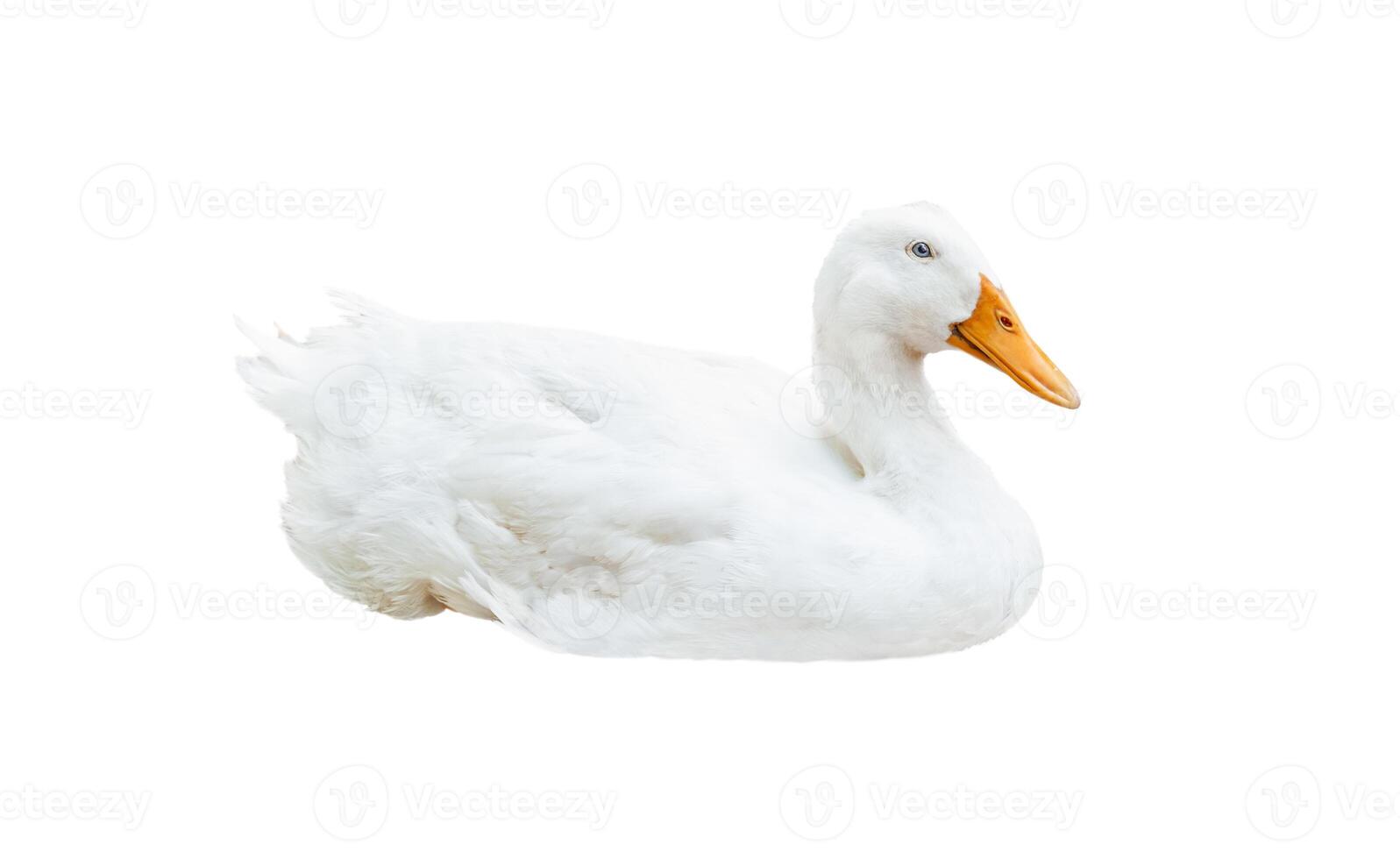 White goose lying isolated on white background photo