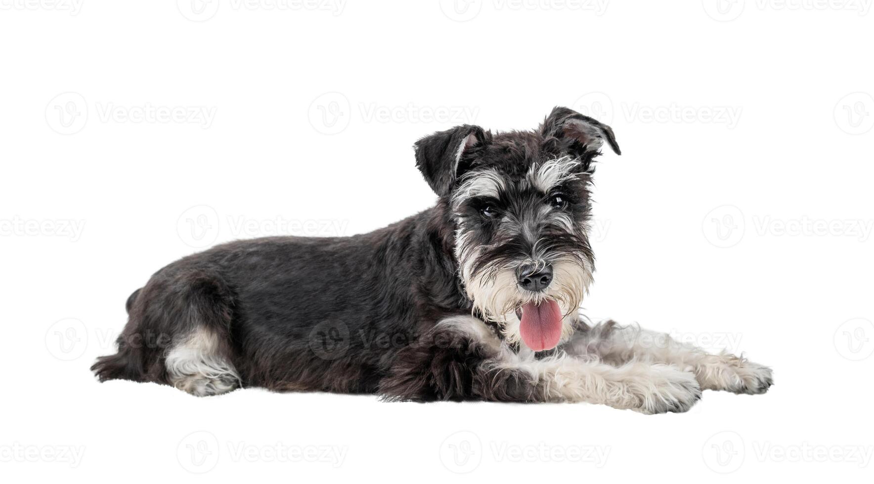 Black miniature schnauzer lying with tongue hanging out isolated photo