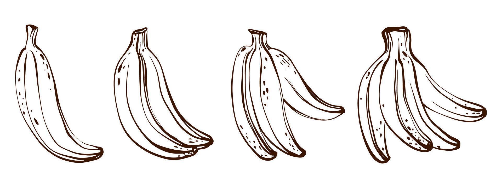 illustration of banana in linear style. Includes outline sketch and hand drawn elements. Isolated on white for food vegan and graphic design project. vector