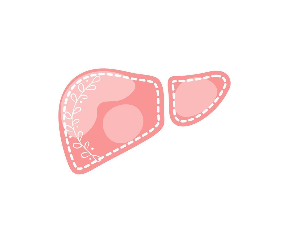 Healthy human liver isolated on white background. Internal organ of human digestive system with leaves branch. Hand drawn flat cartoon style vector