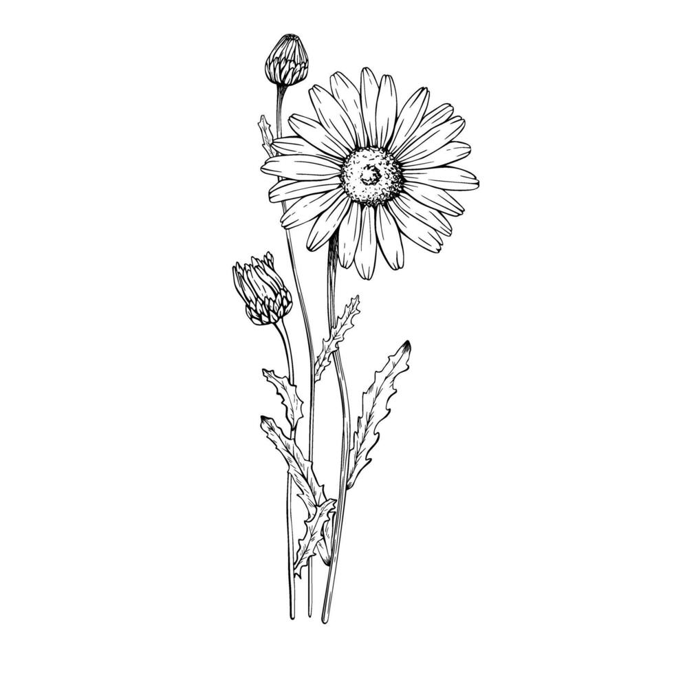 Composition with blooming wildflower daisy. Hand drawn illustration. Sketch painted by black inks. vector