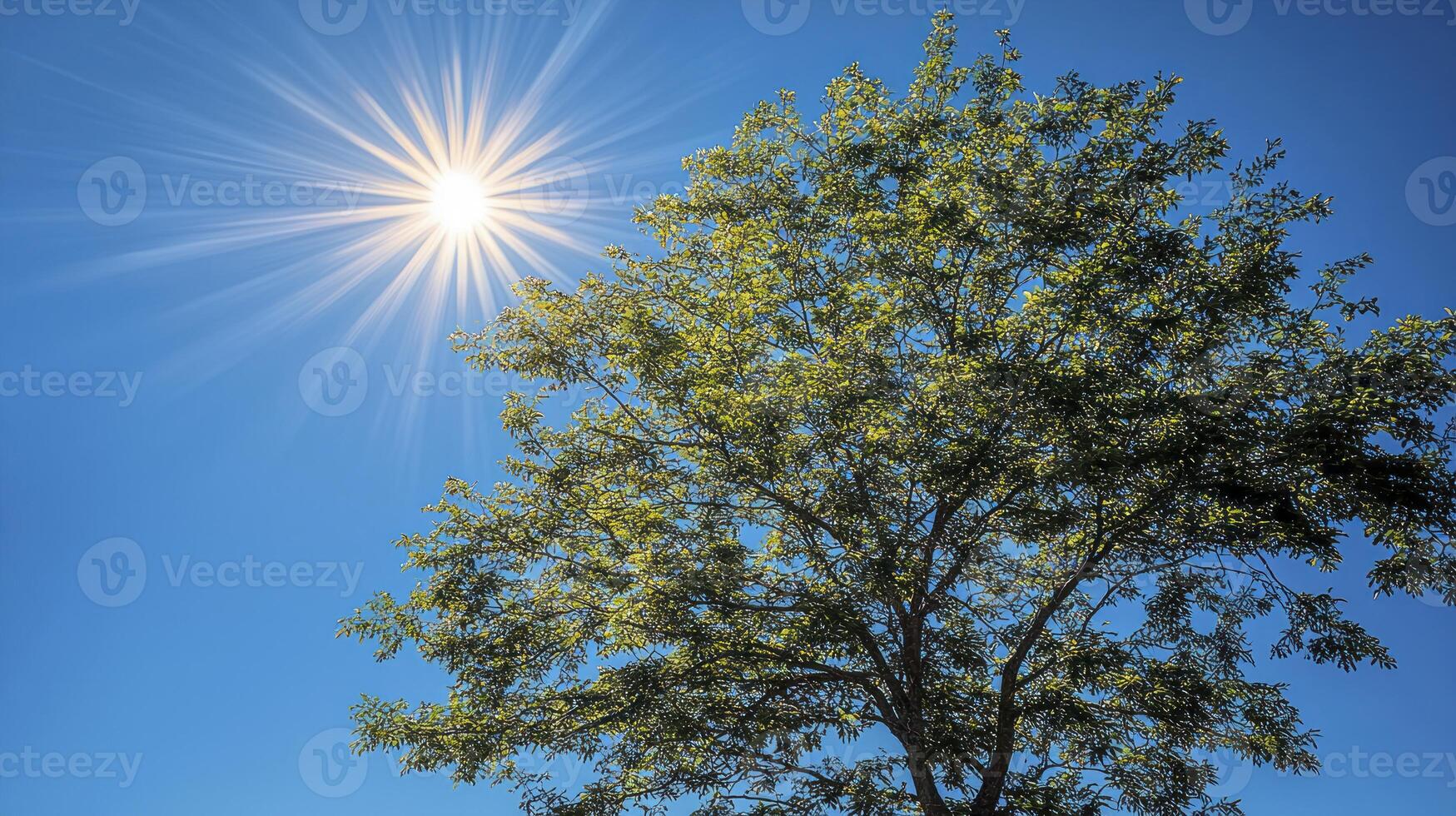 A tree with a sun shining through it photo