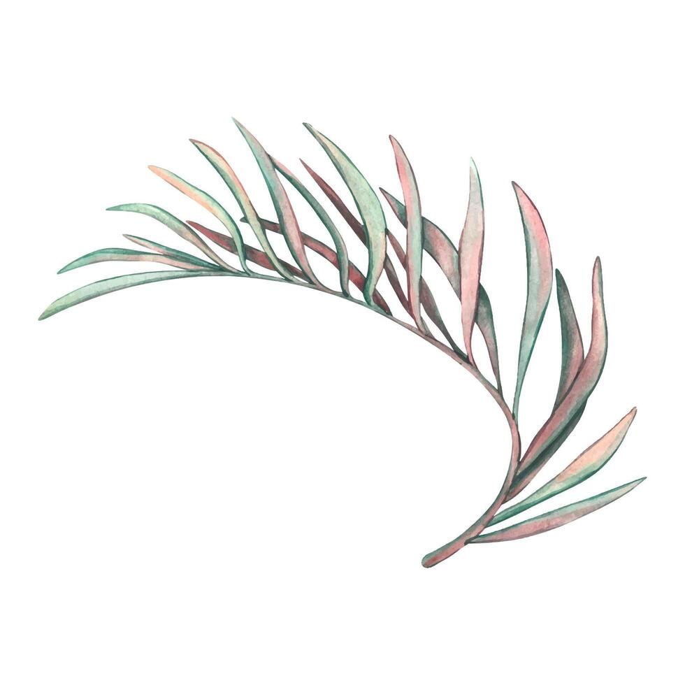 Watercolor illustration of a palm branch. Tropical leaves in pastel colors, green and pink. Leaves and branches of exotic plants from the jungle. Palm Leaves Isolated on a white Background vector