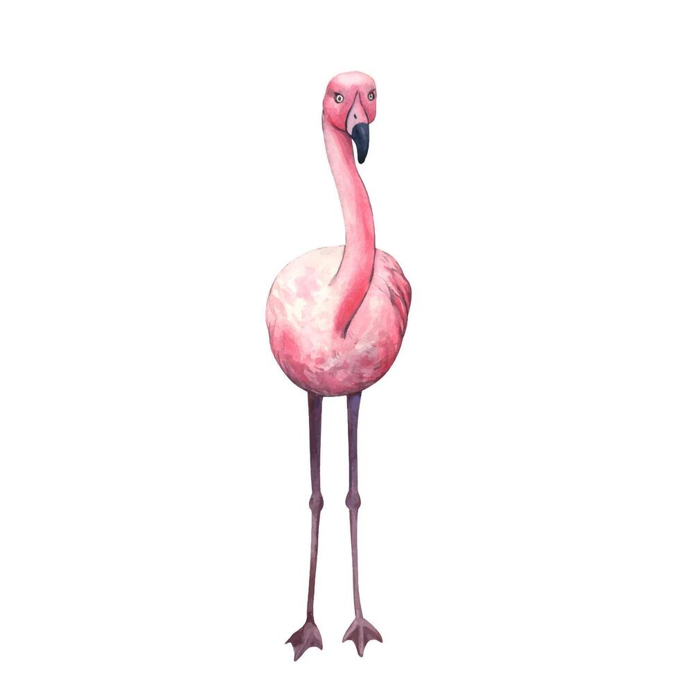 Watercolor pink flamingo. Hand drawn illustration of pink tropical bird. Beautiful Exotic wildlife bird Isolated on White Background. Template for invitation, card, cosmetic package vector