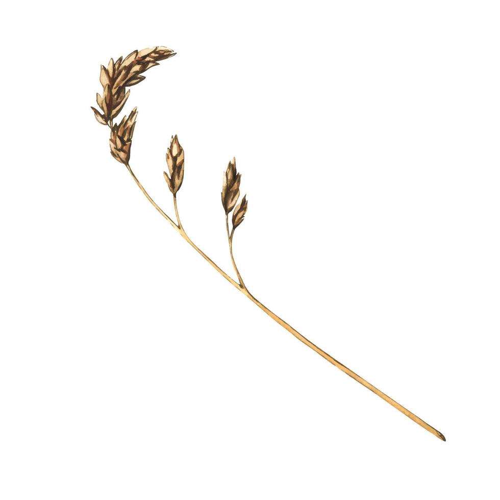 Dry meadow grass isolated on white background. Watercolor floral illustration branches and leaves, natural field elements. Abstract dry plants, flowers, herbs vector