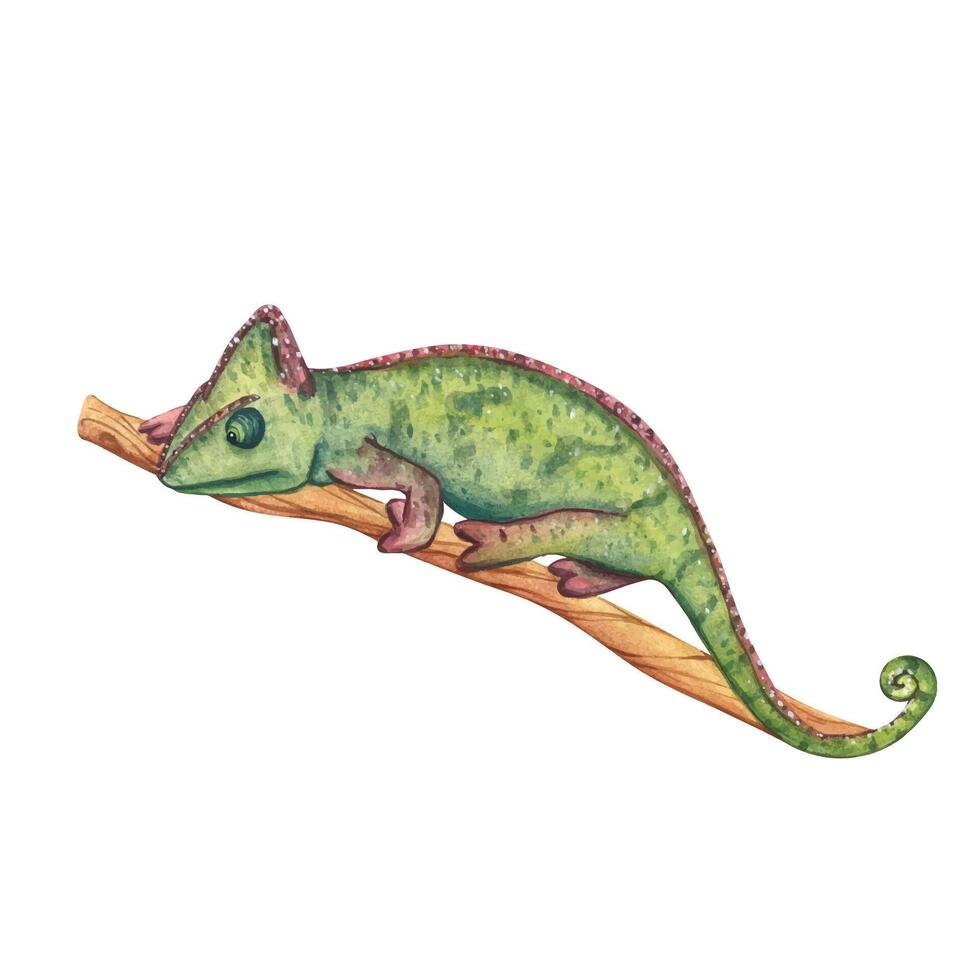 Watercolor illustration of green chameleon on a branch. Exotic African animal isolated on white background. Painting wildlife-themed for designs invitation and card vector