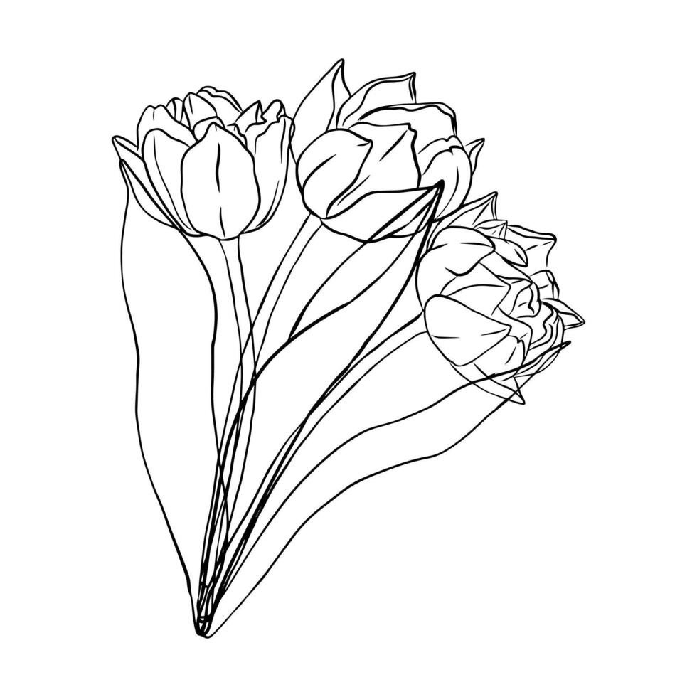 blooming Tulips. Beautiful silhouette spring flowers design. Hand drawn sketch leaves and blooming. Black outline elegant botanical Illustration for invitation and save the date card vector