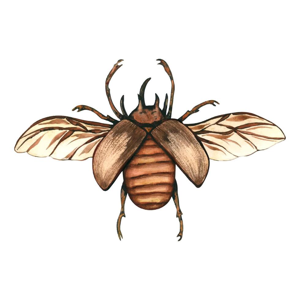 Big brown beetle, Unicorn beetle, Eupatorus graciliconis, Five-horned rhinoceros beetle, or Hercules beetles. Watercolor illustration insects from the collection vector