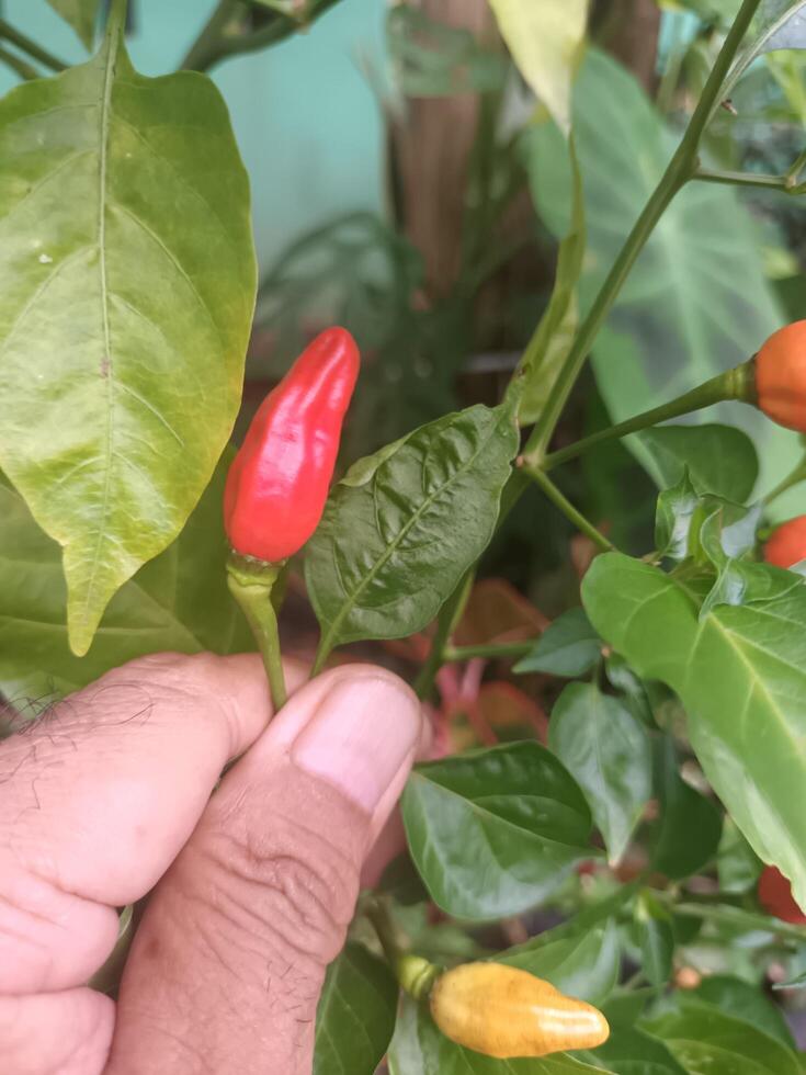 Hand Holding a Ripe Red Chili Pepper on the Branch. photo