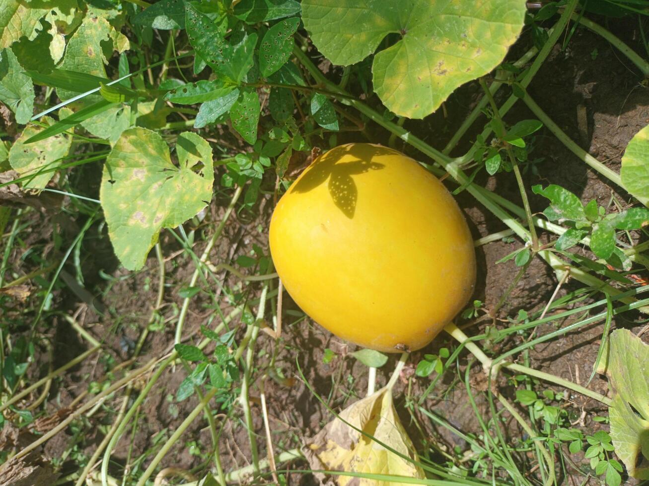 Ripe Yellow Crystal Apple Cucumber on the Vine in a Garden. photo