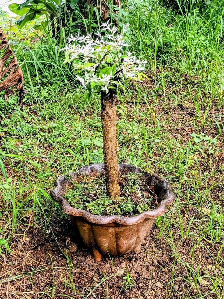 A Potted Plant with Variegated Leaves Amidst Wild Grass photo