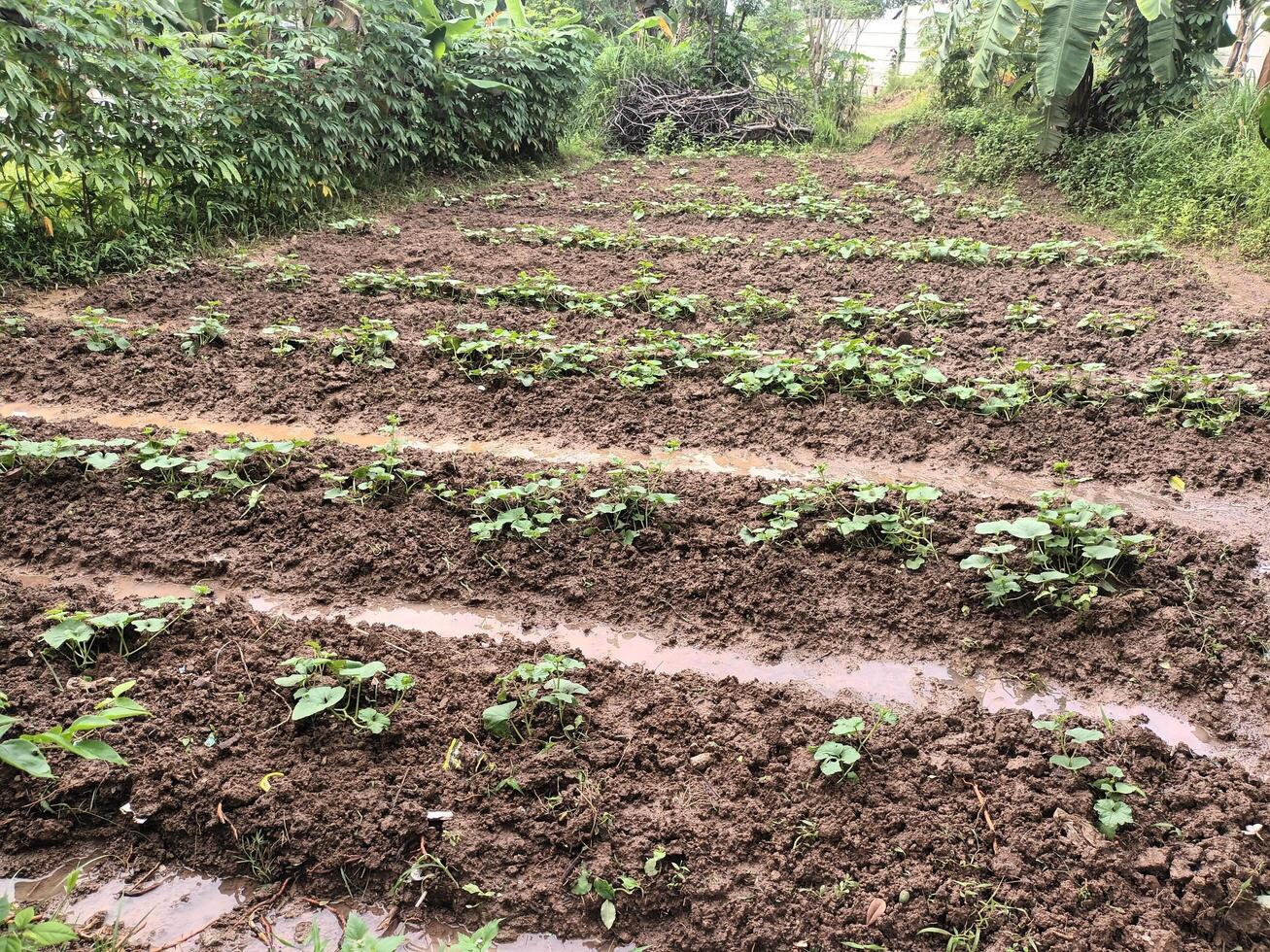 Young Plants Growing in Rows in a Field photo