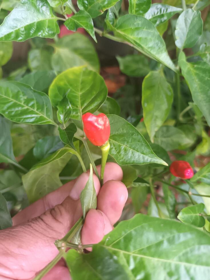 Hand Holding a Small Red Chili Pepper on the Plant. photo
