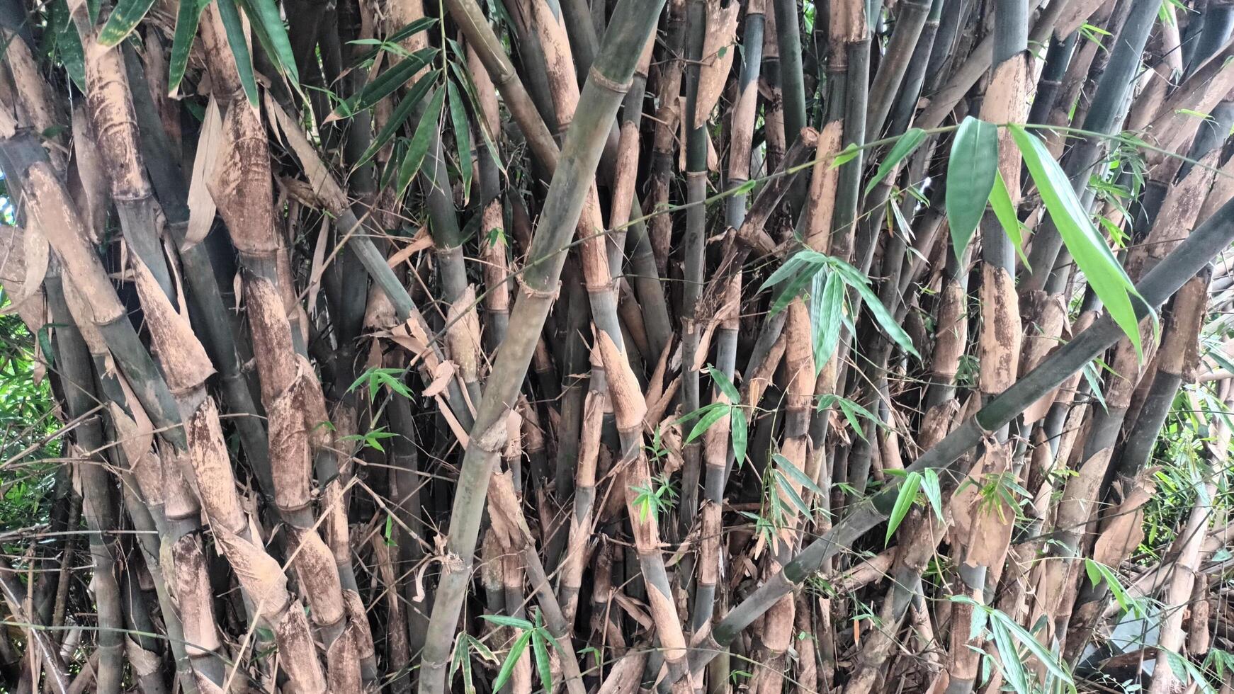 A Dense Cluster of Brown Bamboo Stalks and Green Leaves. photo