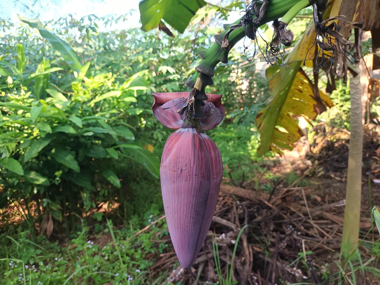 A Single Purple Banana Flower Hanging from a Banana Plant. photo