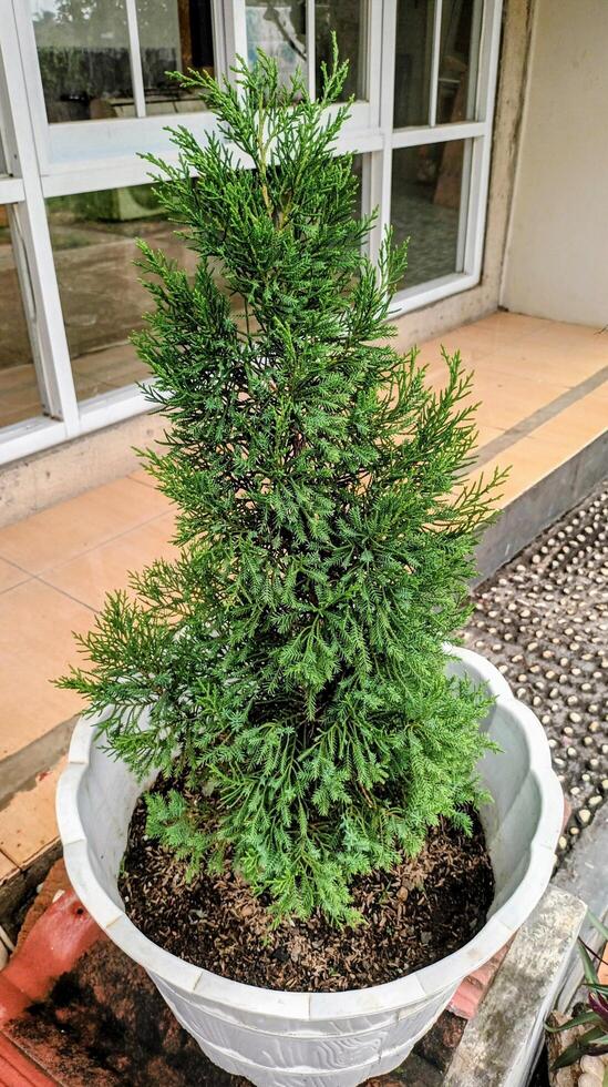 Small Evergreen Conifer in a White Pot photo