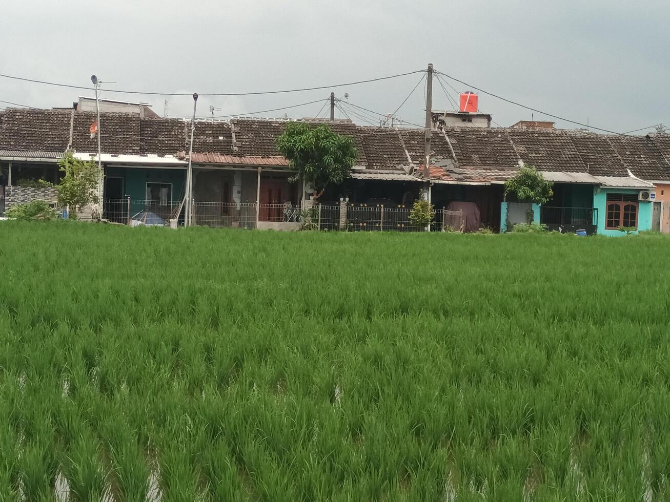 Rice Field in Front of a Row of Houses photo