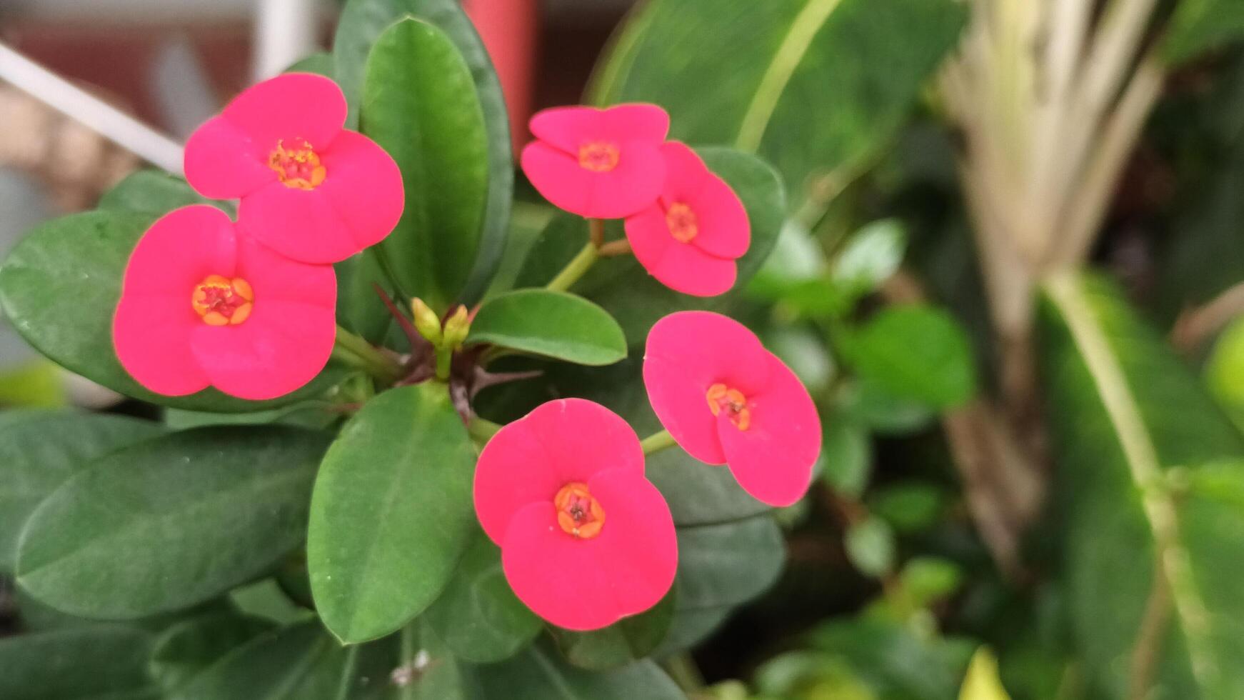 Close-up of Bright Pink Crown of Thorns Flowers and Green Leaves. photo
