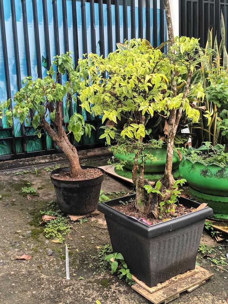 Two Potted Bonsai Trees by a Blue Fence photo