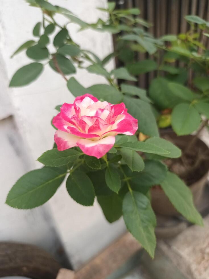 Pink and White Rose Blossom with Green Leaves photo