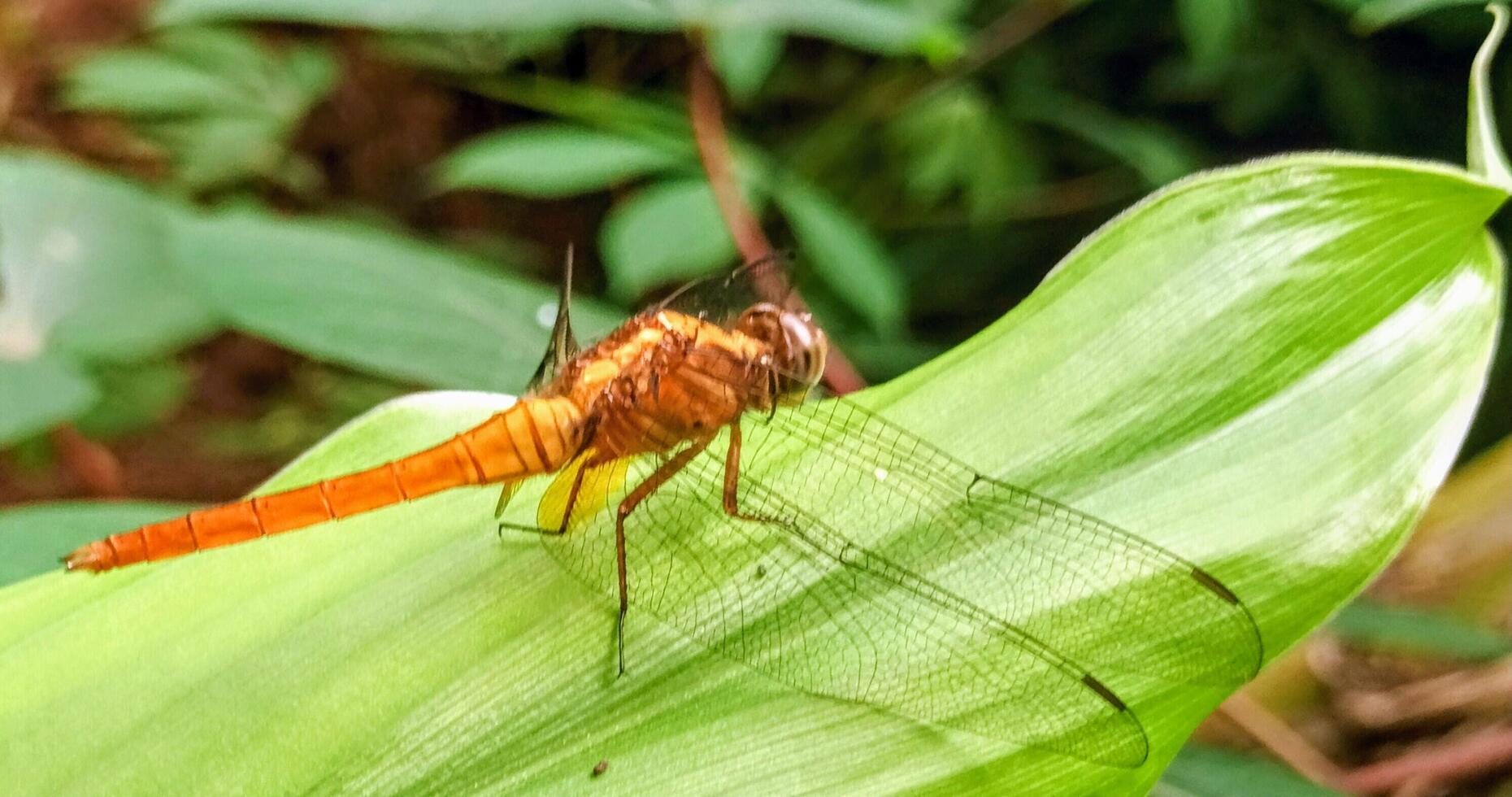 Detailed Close-Up of an Orange Common Darter Dragonfly on a Green Leaf. photo