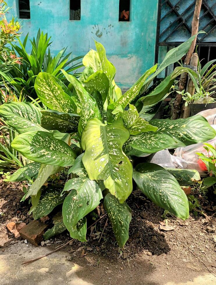 Spotted Dumb Cane Plant by a Teal Wall photo