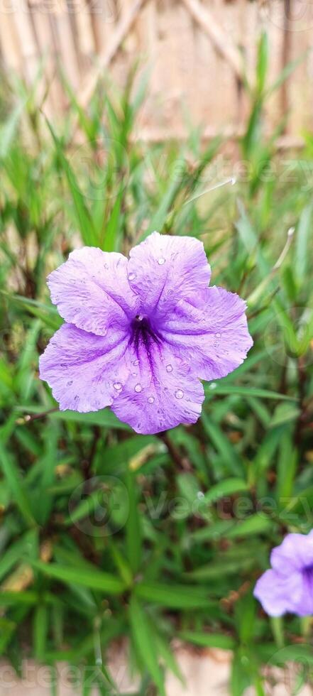The purple flowers in the garden photo