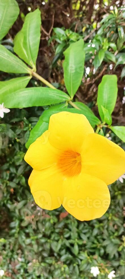 The yellow flowers is most beautifull flowers and view photo