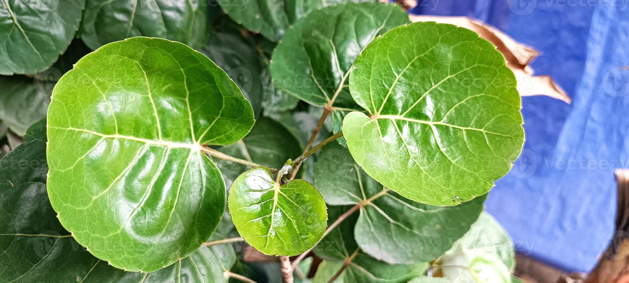 The leafs of God arts photo