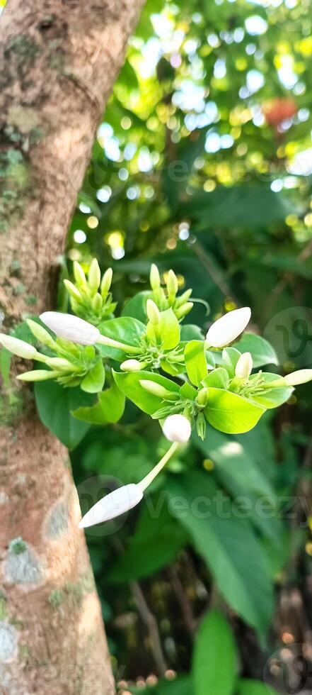The Jasmine flowers is a beautifull flowers from Java, it's smell and artistic photo