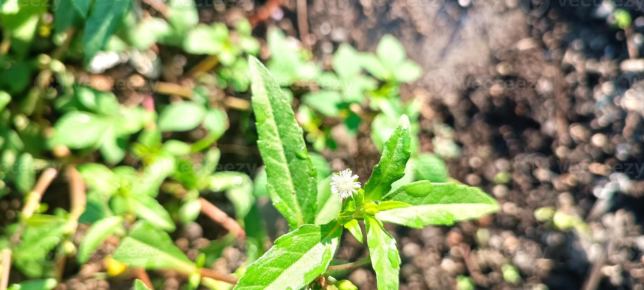 The flowering weeds photo