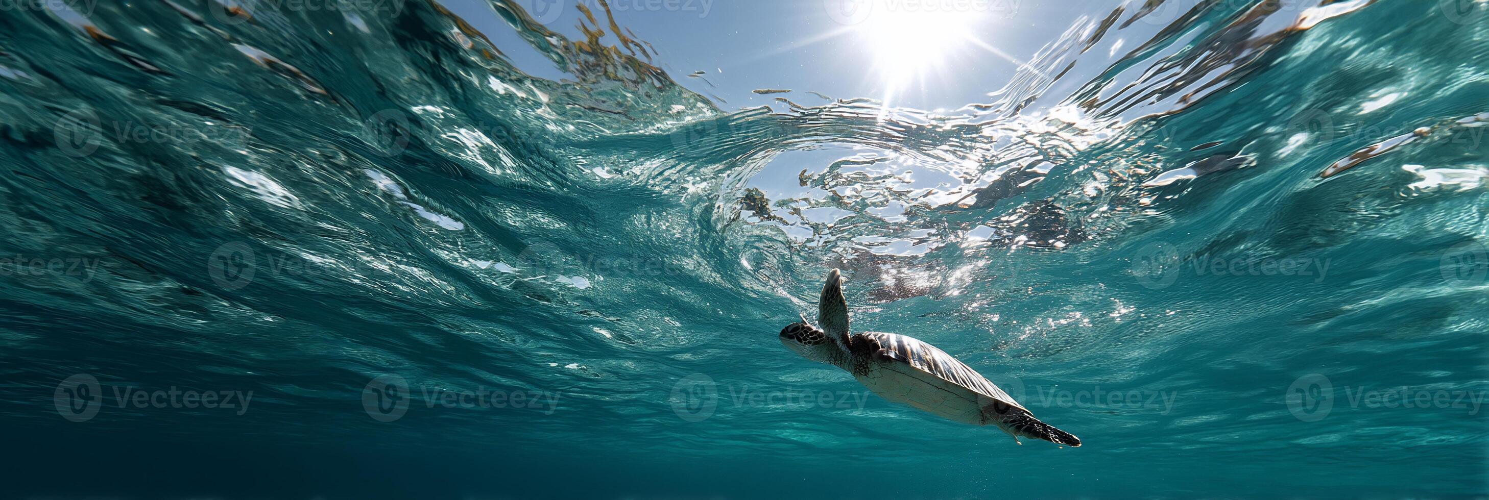 A turtle swimming in the ocean with the sun shining photo