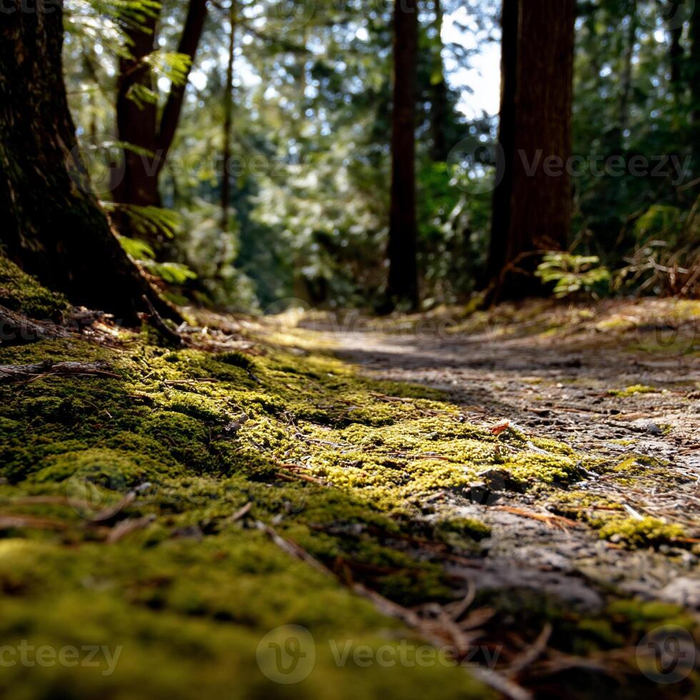 Forest path lined with moss. Sunlight filters through trees photo