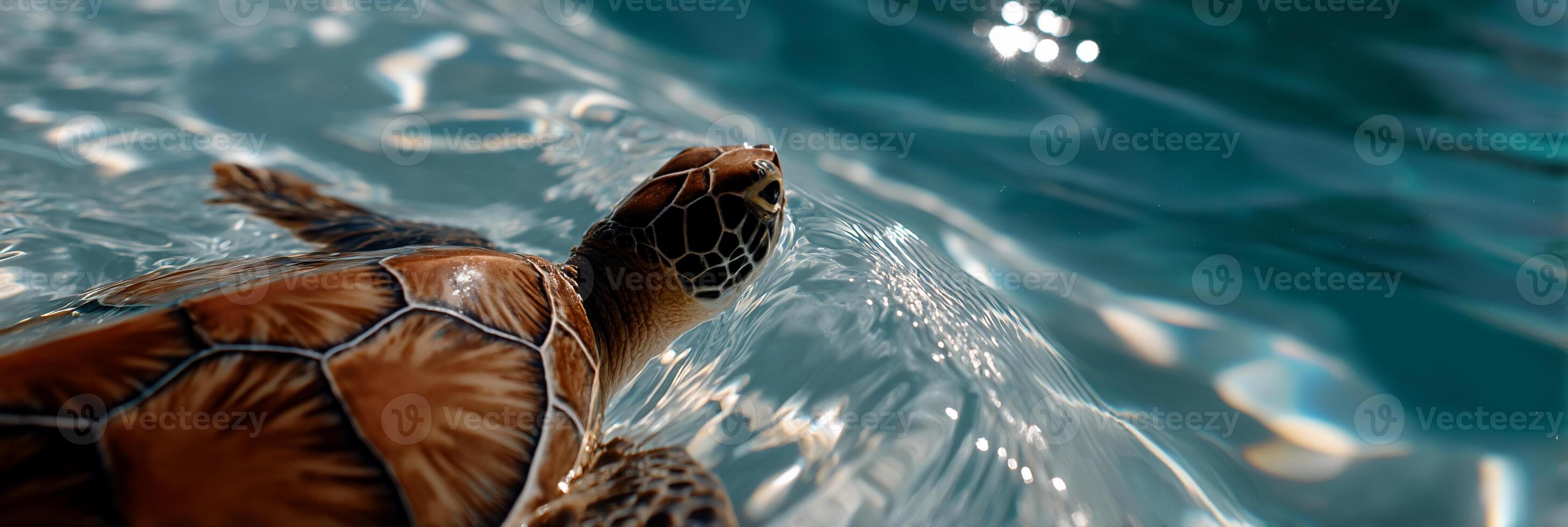 Sea turtle swimming in water photo
