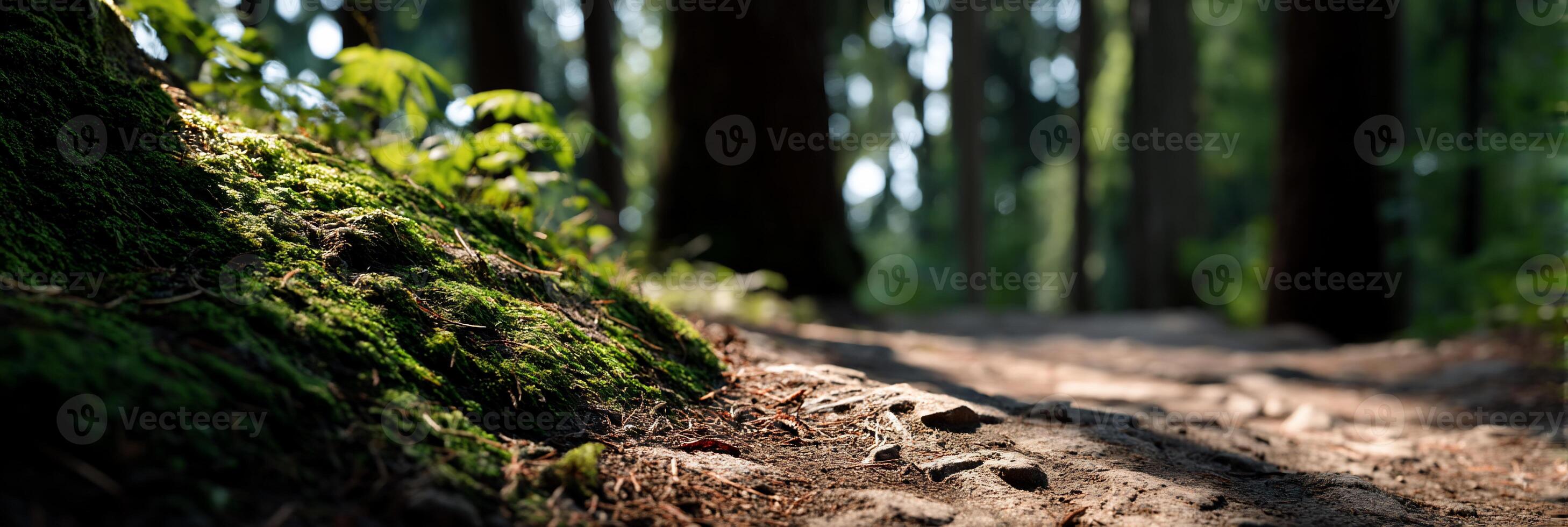 Forest floor path with moss photo