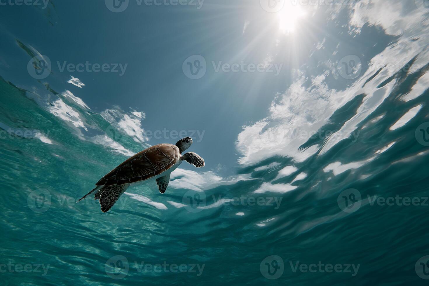 Small sea turtle swimming upward in clear ocean water. Sunlight shining through the surface photo