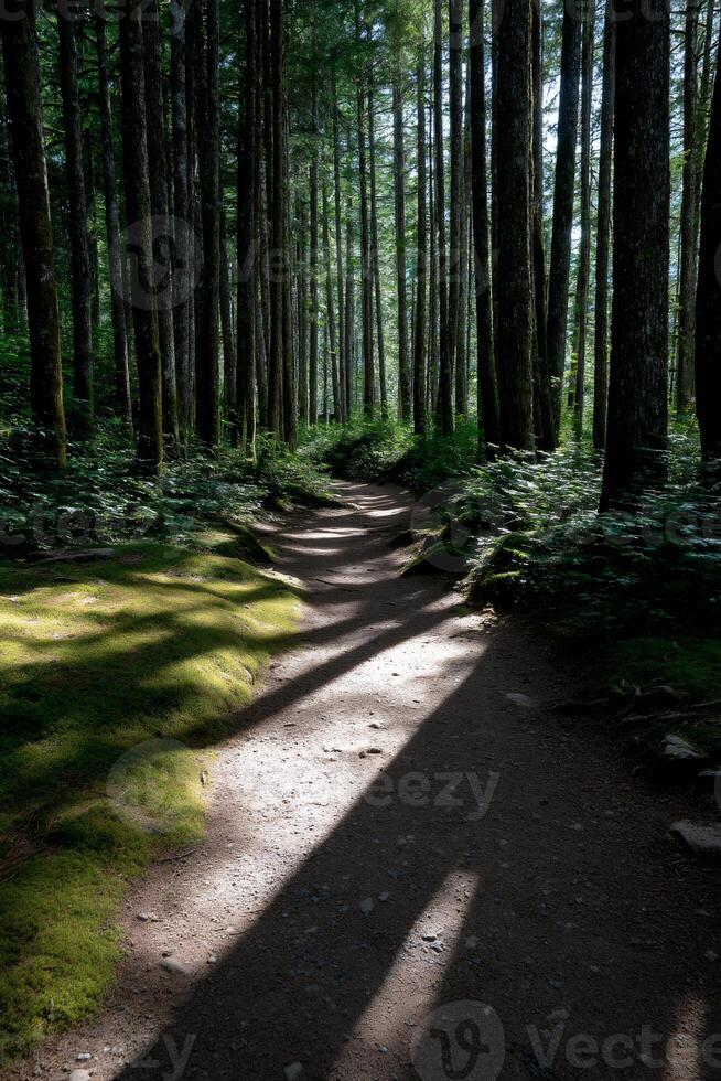 Sunlight filtering through a forest trail. Shadows stretch across a well-worn path. Lush green undergrowth. Tall trees line the path photo