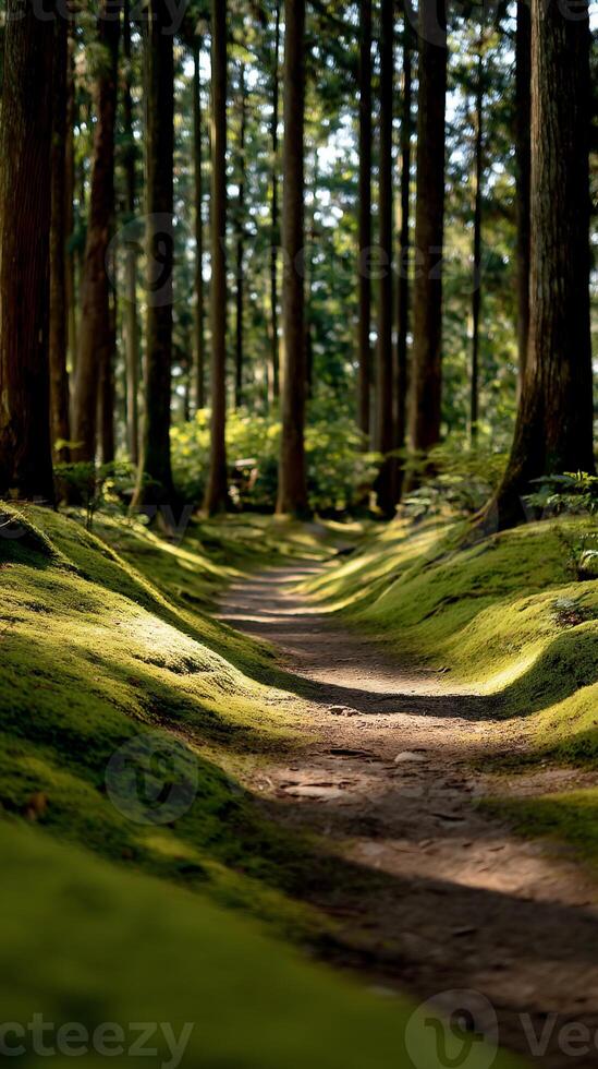 A path through a forest with mossy trees photo