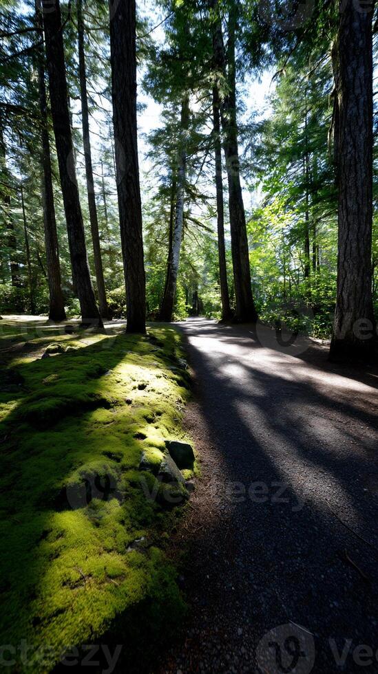 Sun-drenched forest path lined with tall trees. Mossy ground beside a paved walkway photo