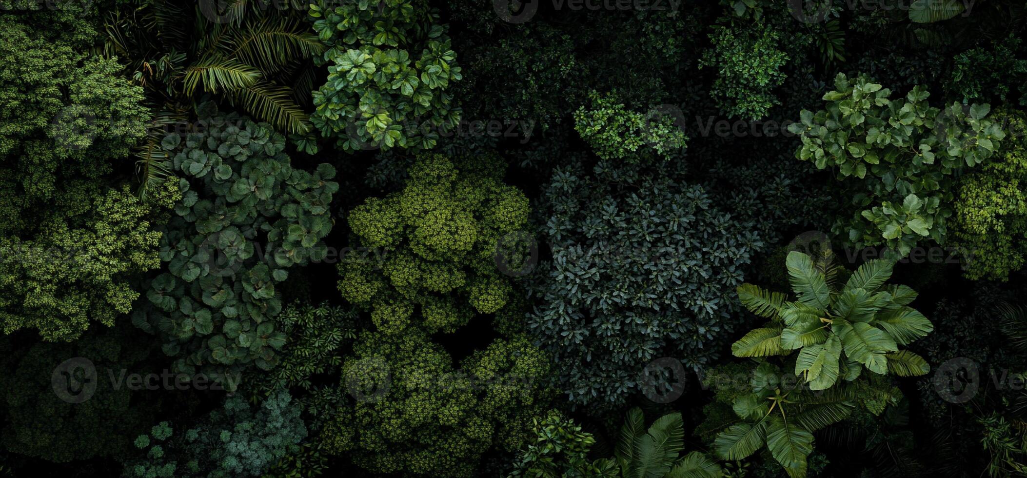 A view of a forest with many different types of plants photo