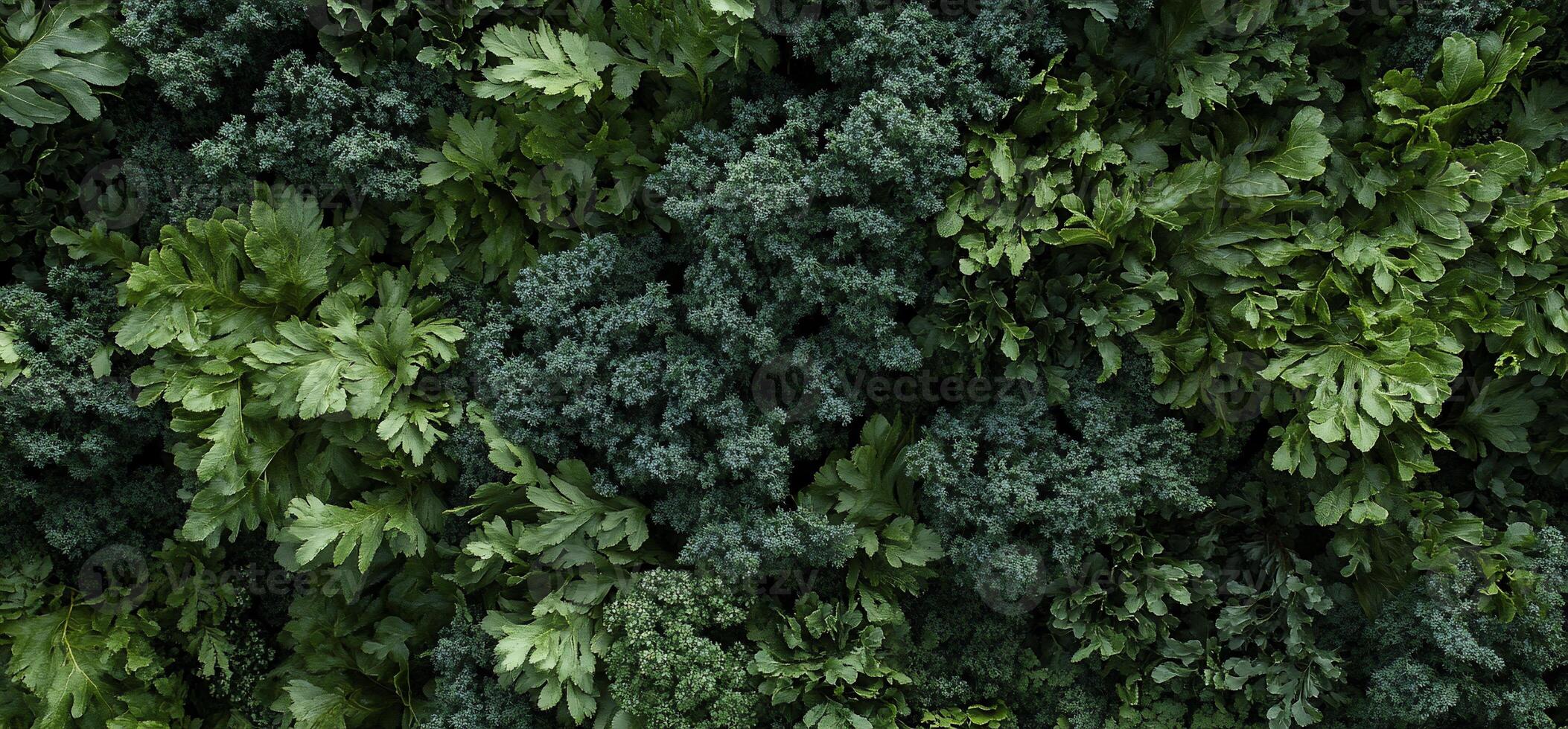 Fresh greens mix, various leafy vegetables closely packed photo
