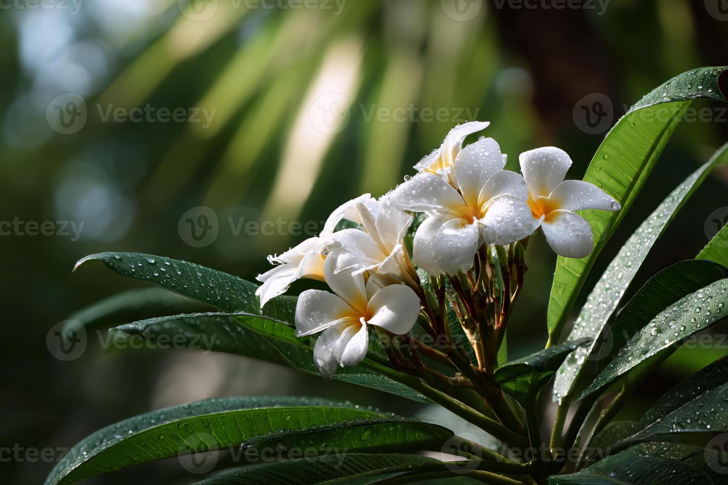 Cluster of delicate white flowers, glistening with dew drops, amidst lush green foliage. Sunlight filters through the leaves, highlighting the beauty photo