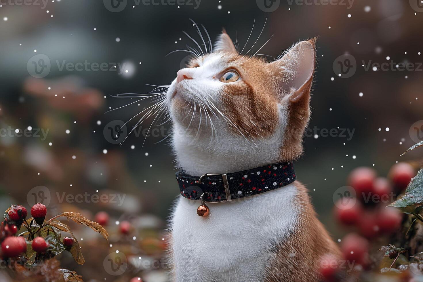 Curious Cat in Snowy Winter Garden with Red Berries for Holiday Greeting Card Design photo