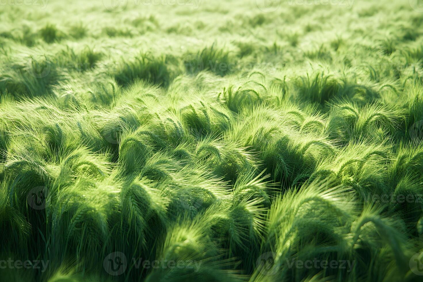 Lush Green Field of Barley Swaying in the Breeze - Perfect for Nature Posters and Agricultural Designs photo