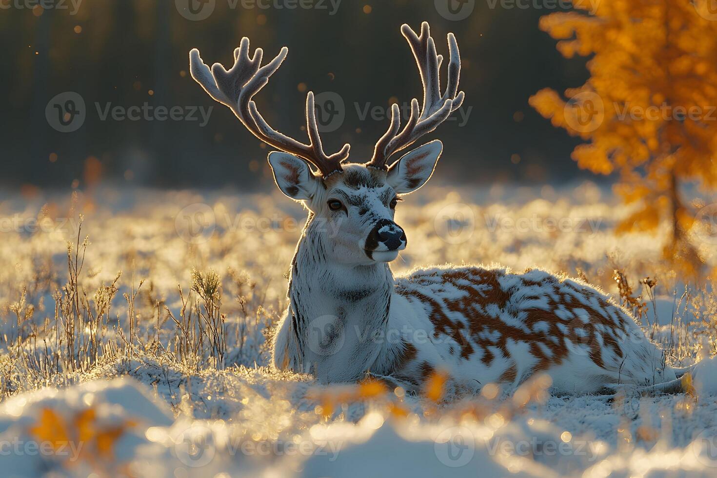 Majestic Deer Resting in Frosty Meadow at Sunrise for Nature and Wildlife Photography photo