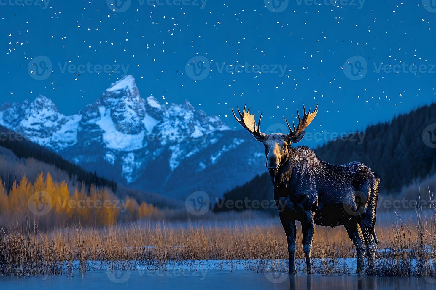 Majestic Moose Under Starry Night Sky with Snowy Mountain Backdrop photo