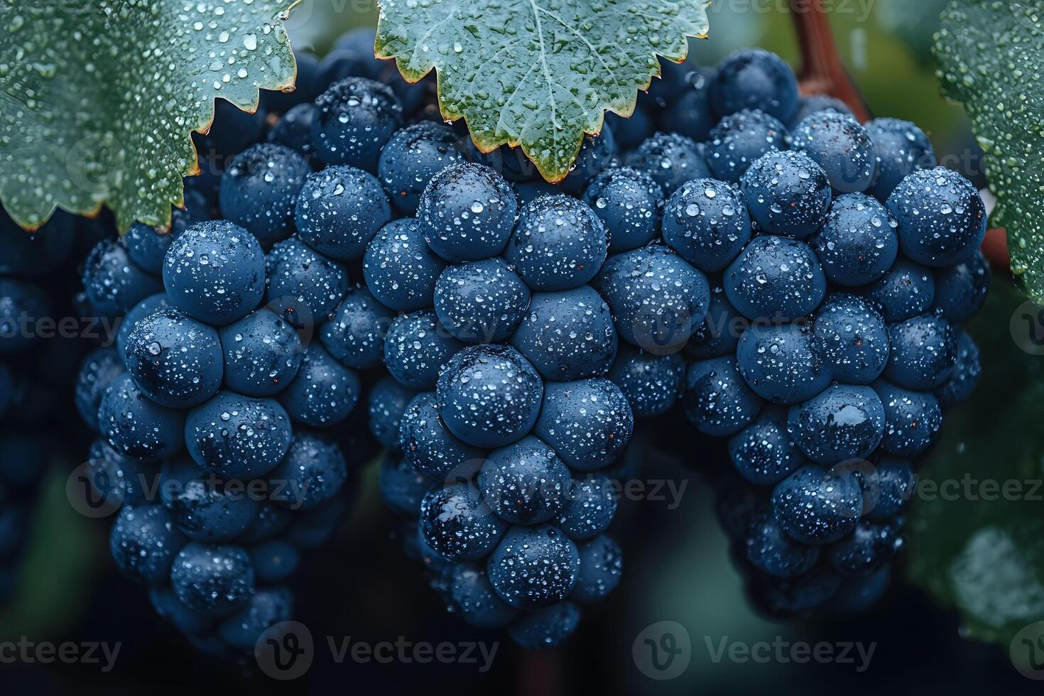 Fresh Blue Grapes on Vine with Dew for Harvest and Wine Production Concepts photo