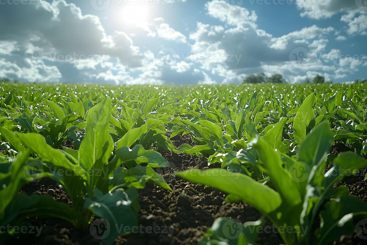 Vibrant Green Cornfield Under a Bright Sky - Ideal for Agriculture and Nature Designs photo
