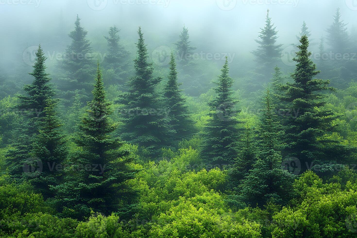 Misty Evergreen Forest Panorama for Nature and Tranquility Themes photo