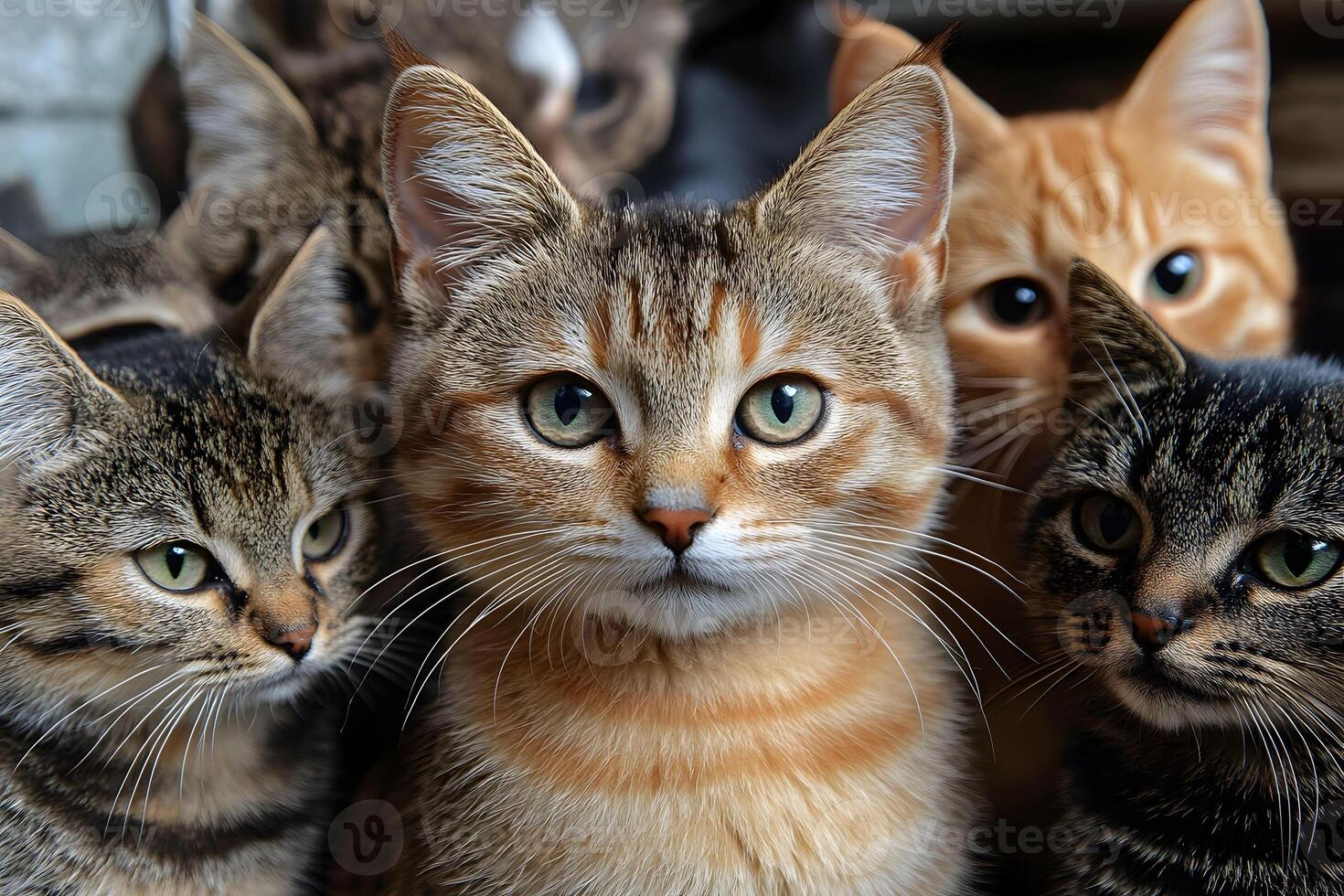 Adorable Group of Kittens with Curious Expressions for Pet and Animal Themes photo